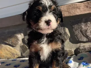 Mini Bernedoodle dogs Miley - Ad 28