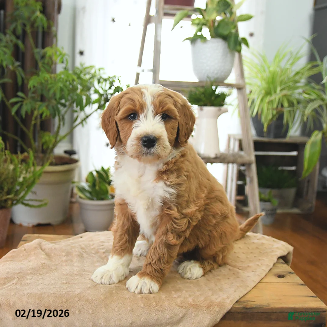 Bernedoodle dogs for sale: Lenny - Ad 4