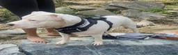 Mixed Breed dogs for sale: Bruno - Ad 9