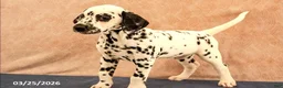 Dalmatian dogs for sale: Allie - Ad 3