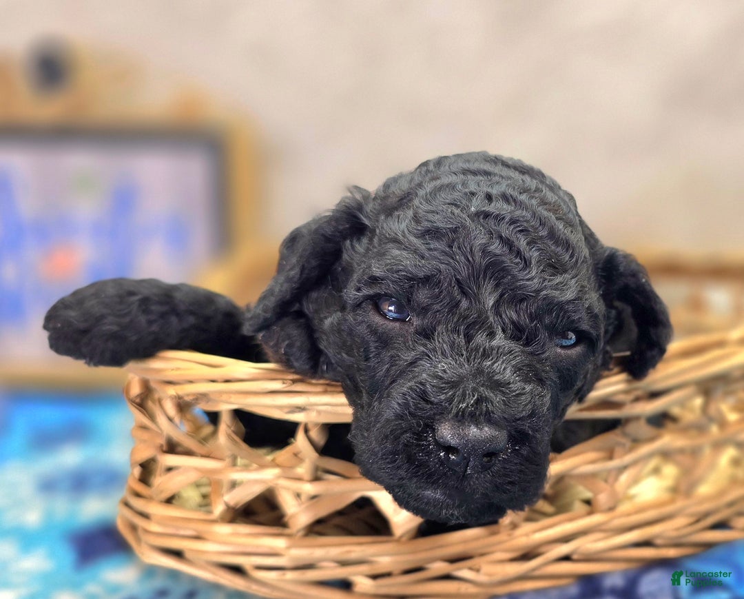 Cockapoo dogs for sale: Foggy - Ad 34