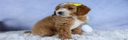 Mini Goldendoodle dogs for sale: 🐾 Meet Nova – F2B Mini Goldendoodle Puppy 🐾 - Ad 16