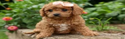 Cavapoo dogs for sale: Veronica💖 - Ad 8