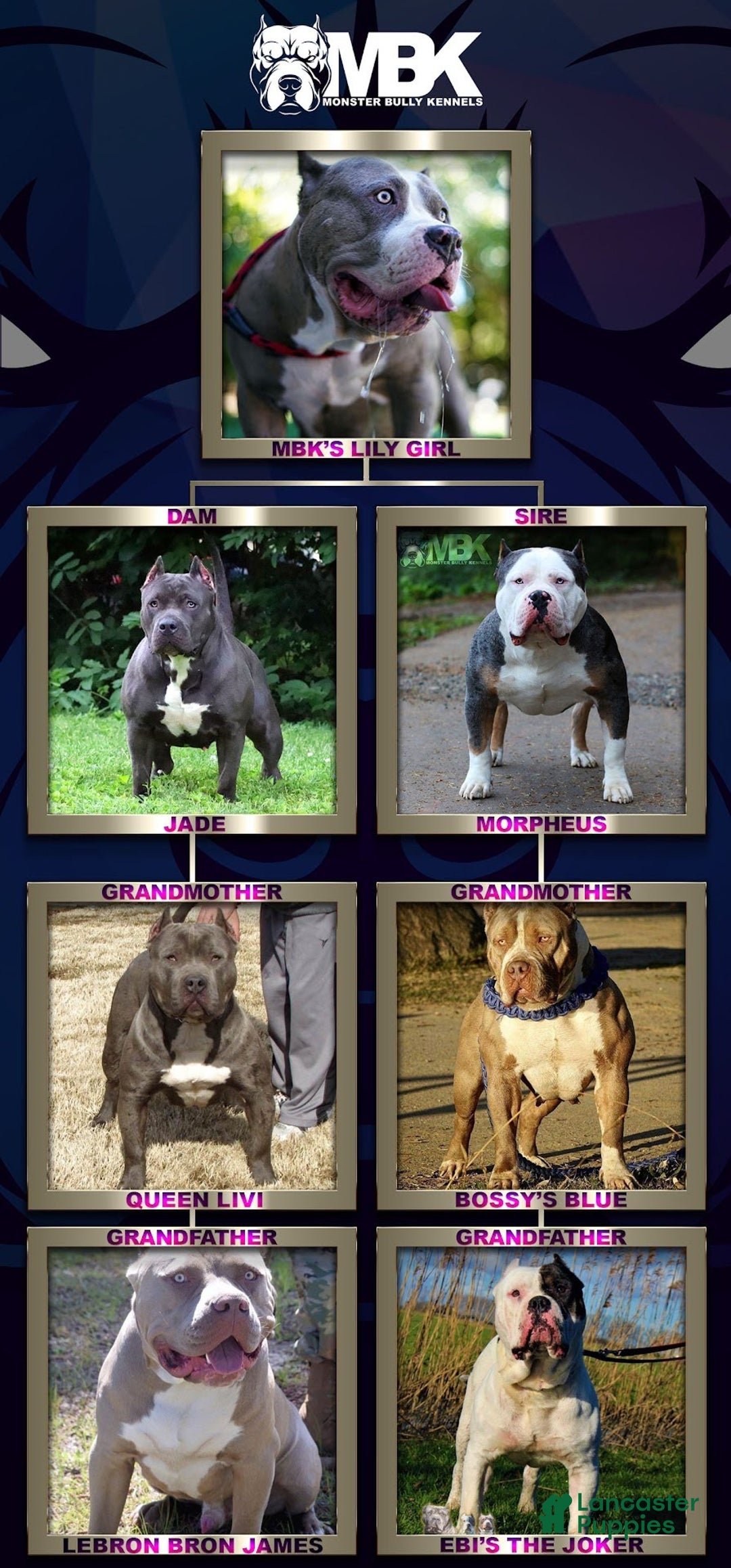 American Bully dogs for sale: Louis - Ad 16