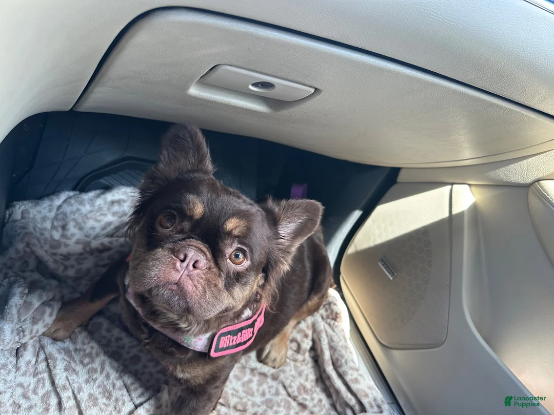 French Bulldog dogs for sale: French Bulldog 5 - Ad 5