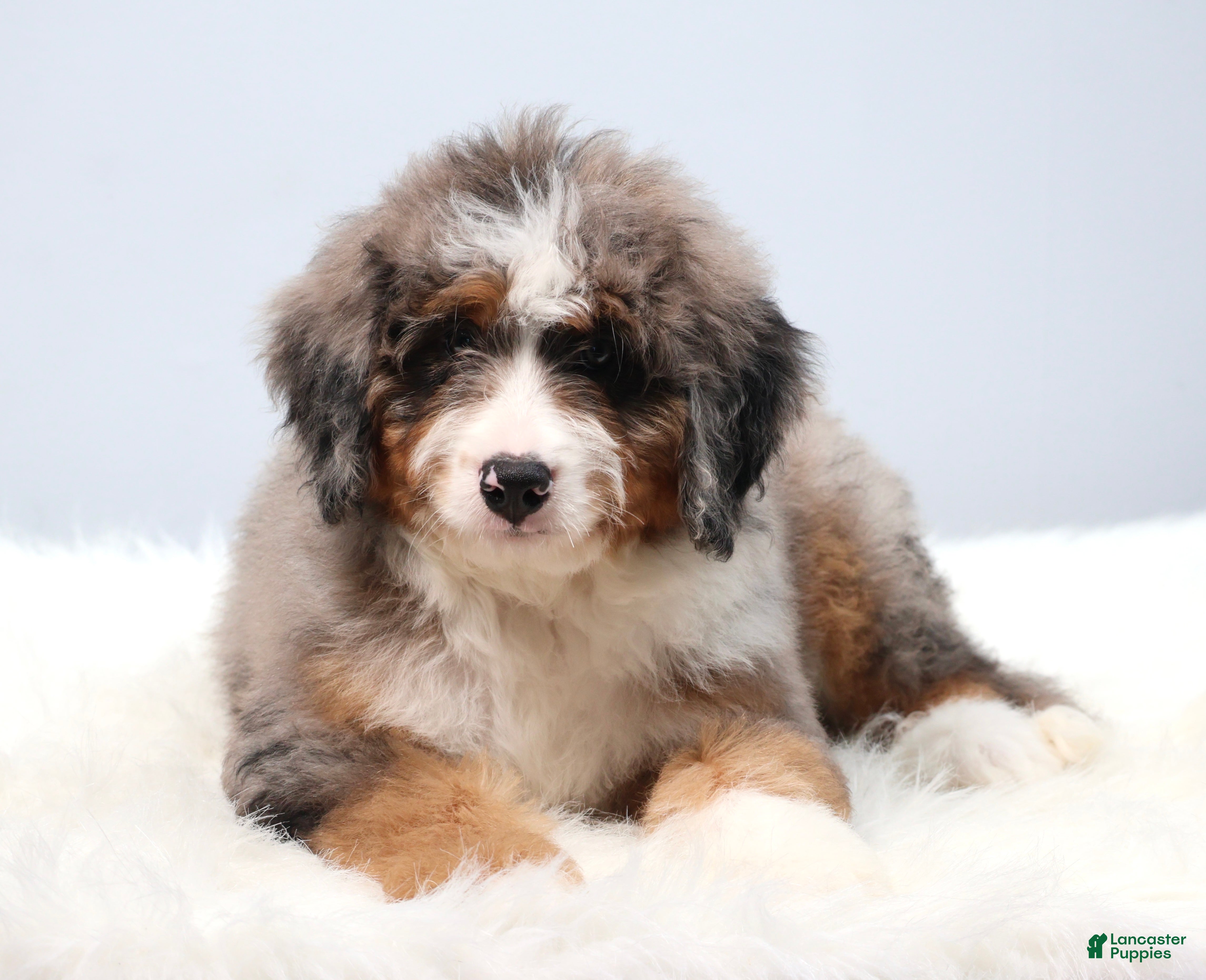 Mini Bernedoodle dogs Fido - Ad 1