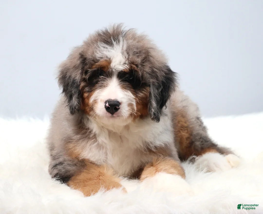 Mini Bernedoodle dogs for sale: Fido - Ad 1