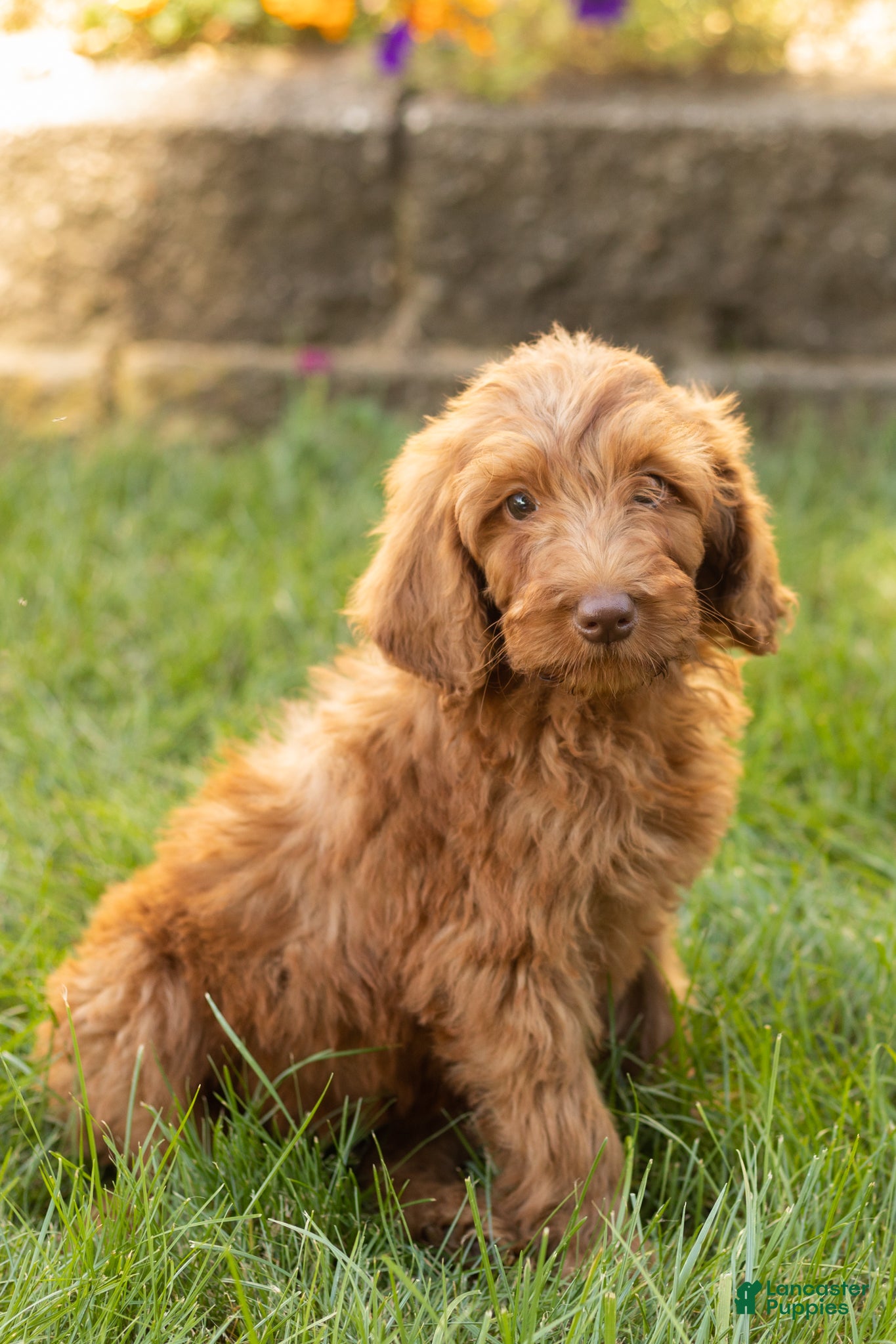 Sadie