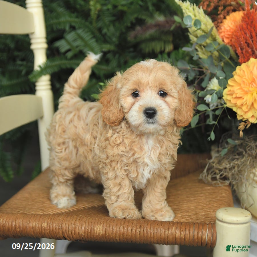 Havapoo dogs Daffodil - Ad 2