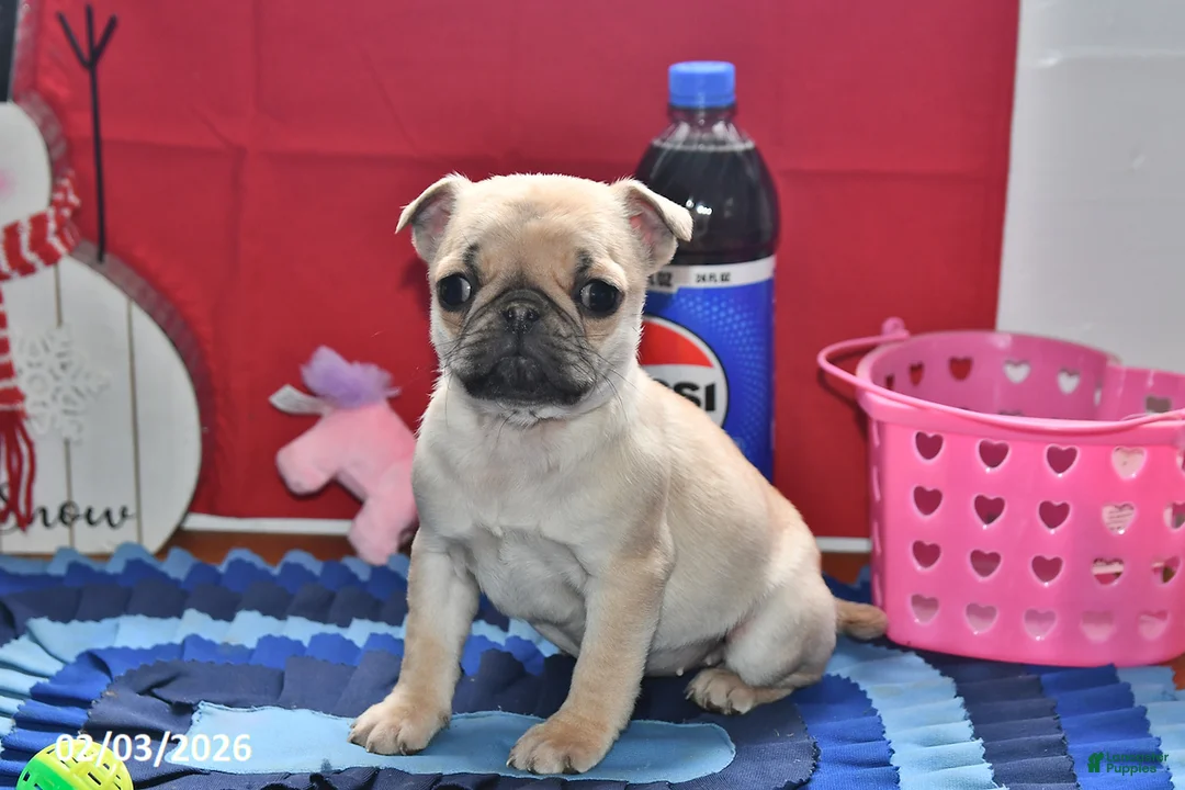 Pug dogs for sale: Beaula - Ad 2