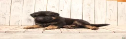 German Shepherd dogs for sale: Sasha - Ad 4