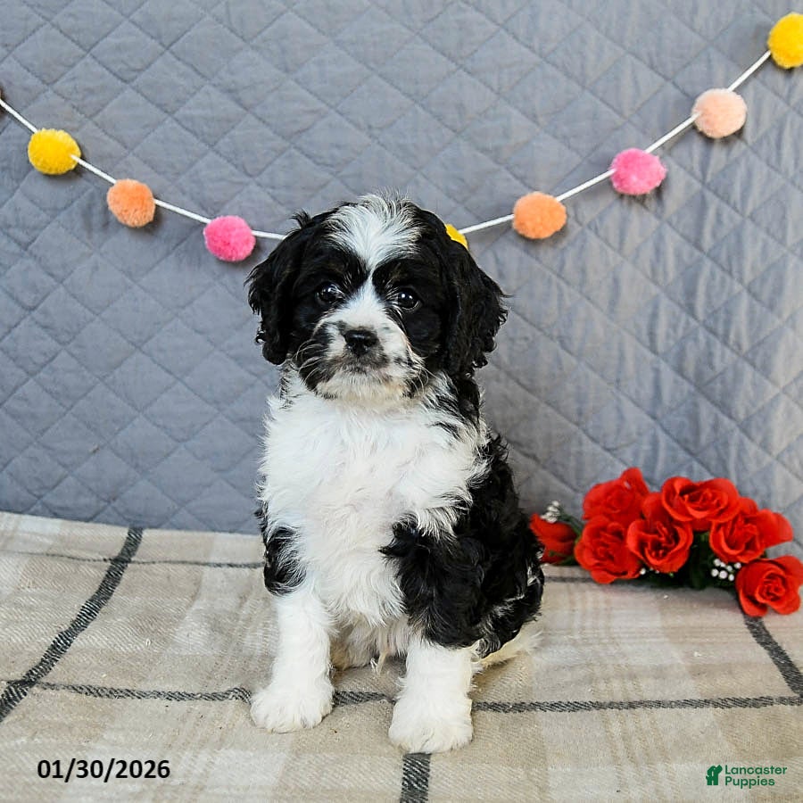 Cavapoo dogs Cheddar - Ad 9