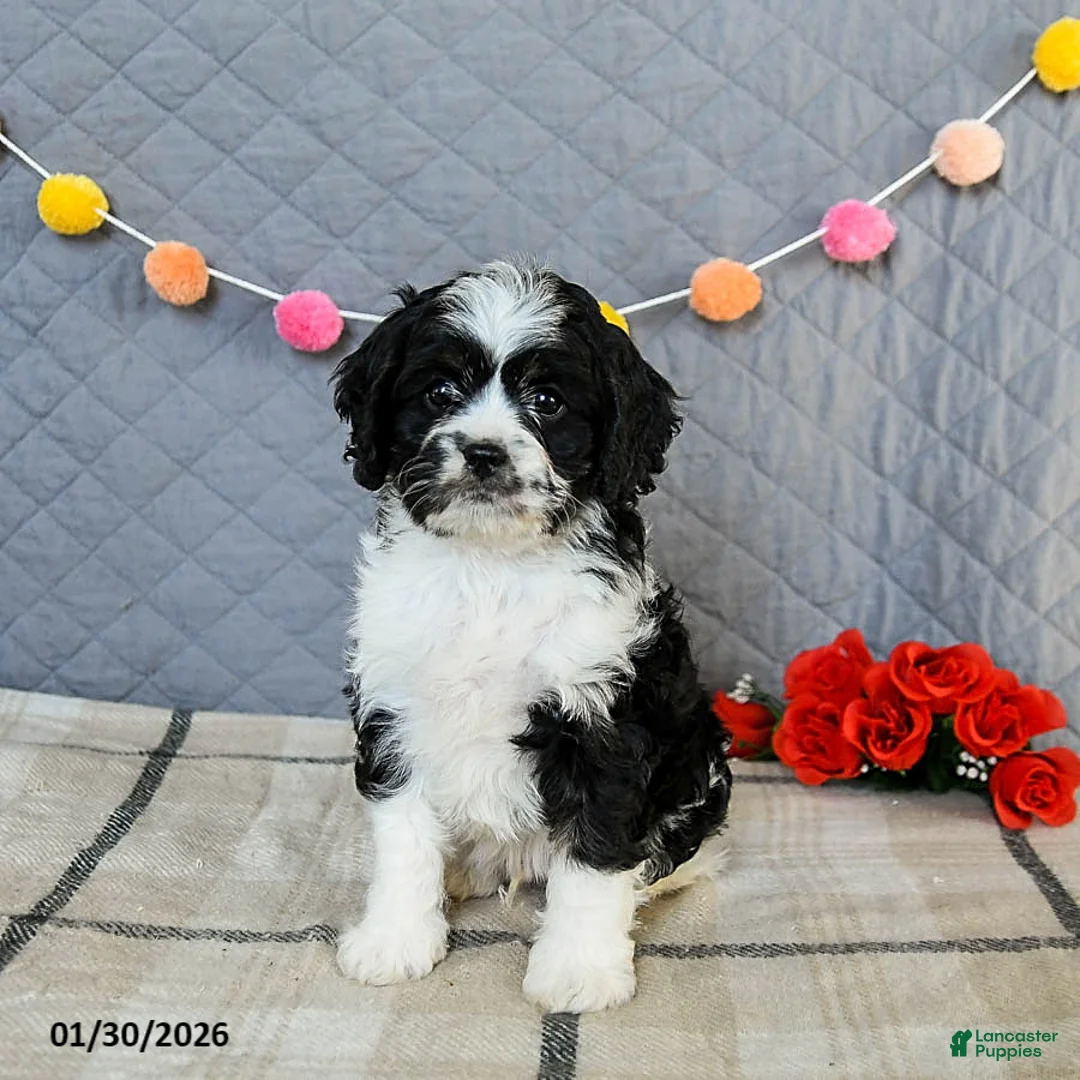 Cavapoo dogs for sale: Cheddar - Ad 1