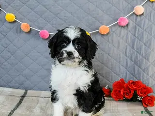 Cavapoo dogs Cheddar - Ad 9