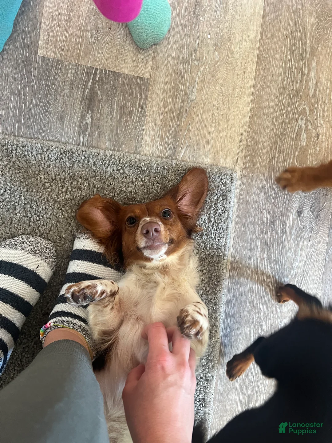 Miniature Dachshund dogs for sale: Cookie - Ad 6