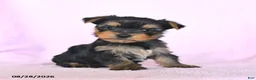 Yorkshire Terrier dogs for sale: Hannah - Ad 2