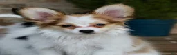 Papillon dogs for sale: Nerf - Ad 5