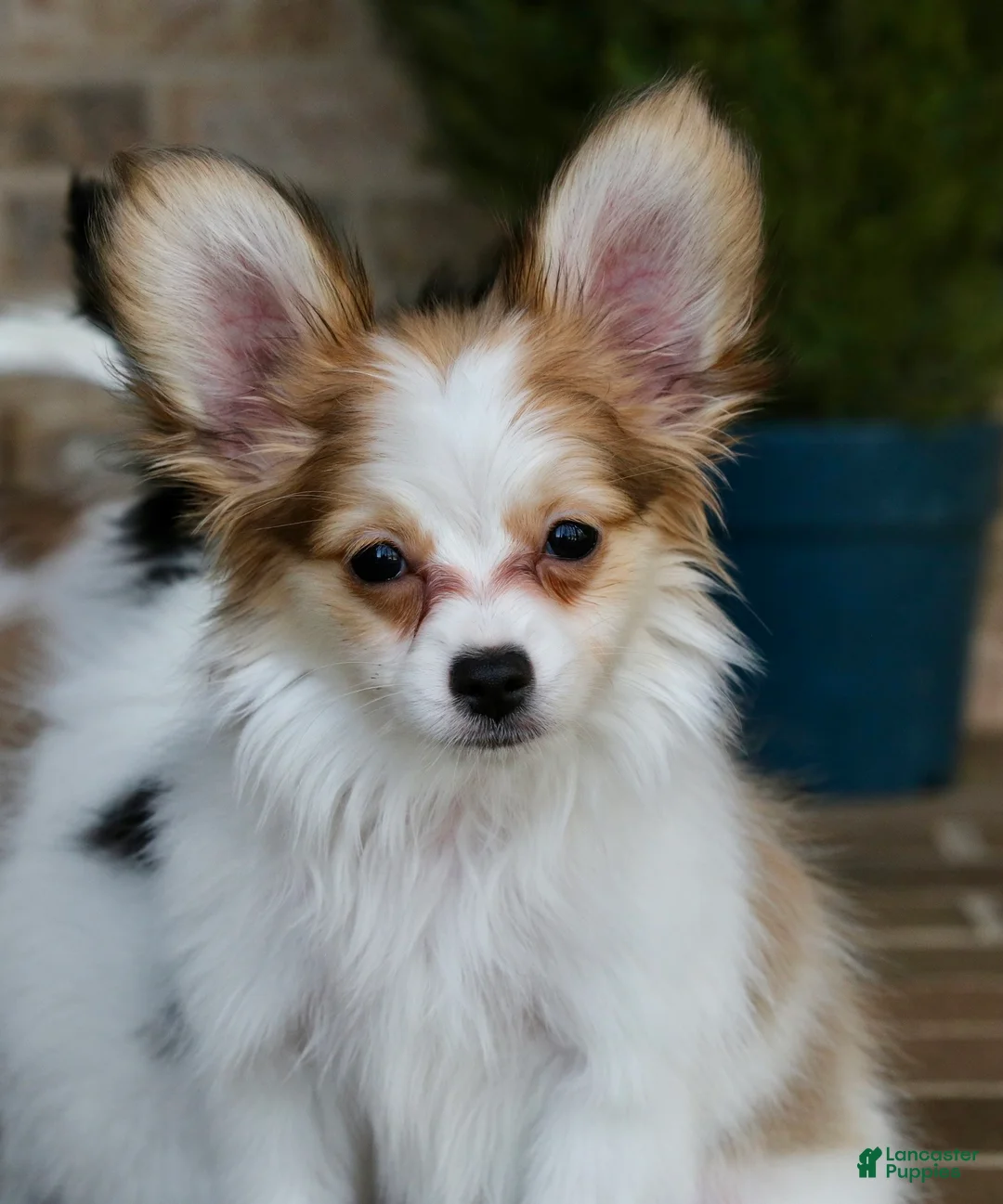 Nerf Papillon for sale in Youngstown | Lancaster Puppies