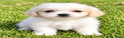 Shihpoo dogs for sale: Polly - Ad 3