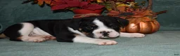 Mixed Breed dogs for sale: Ollie - Ad 3