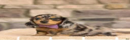 Miniature Dachshund dogs for sale: Marley - Ad 9