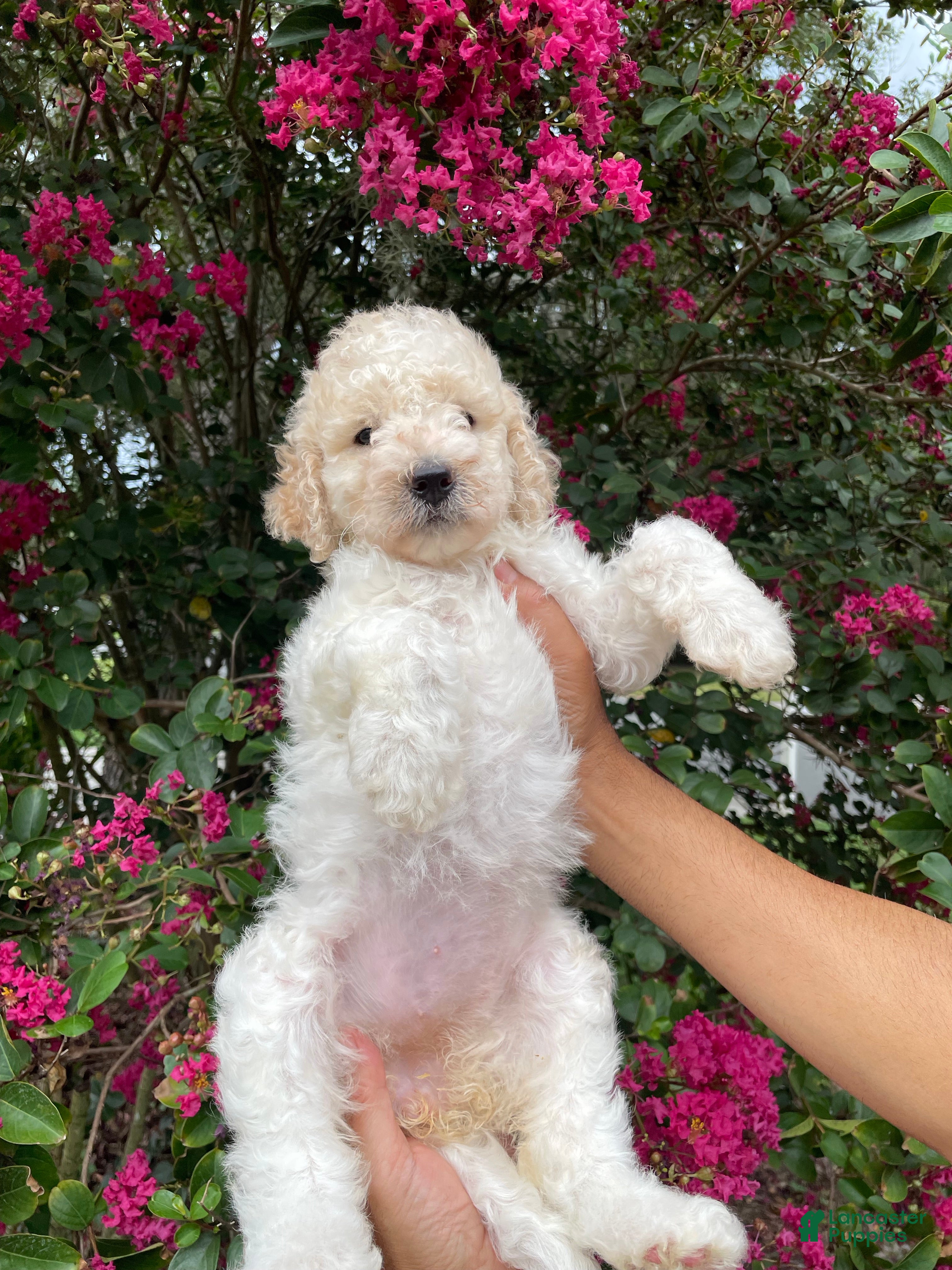 Goldendoodle dogs Daisy - Ad 35