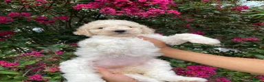 Daisy