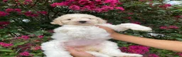 Goldendoodle dogs for sale: Daisy - Ad 1