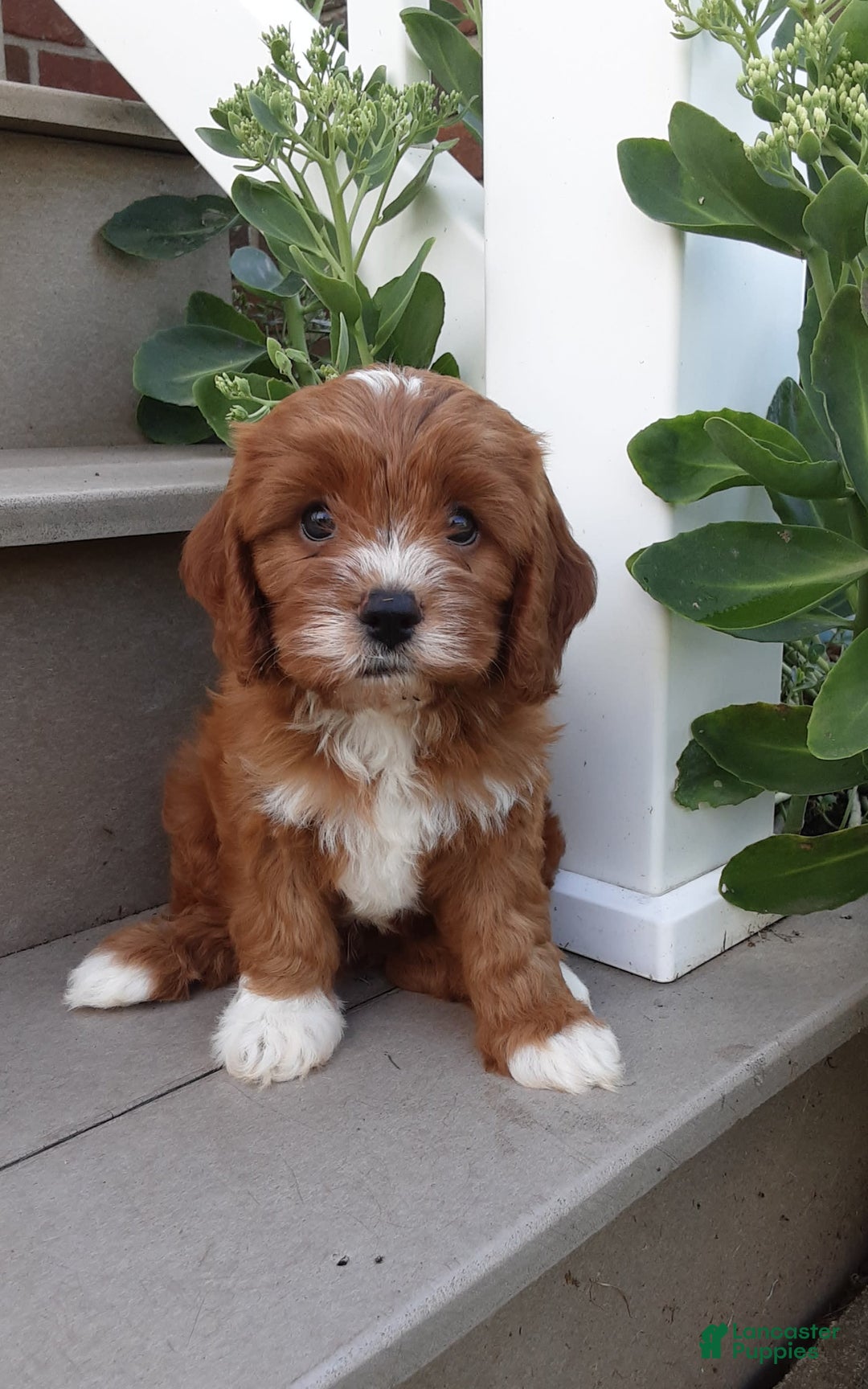 Gallery Image {{count}}