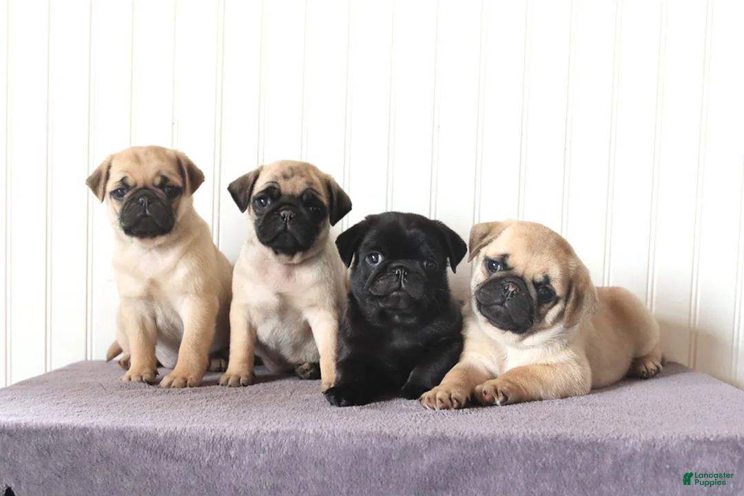 Pug dogs for sale: Blackberry - Ad 3