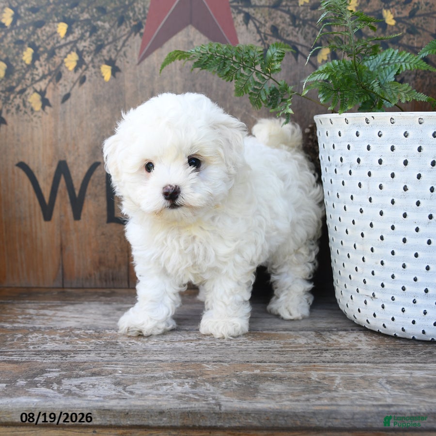 Maltipoo dogs Teddi Bear - Ad 2