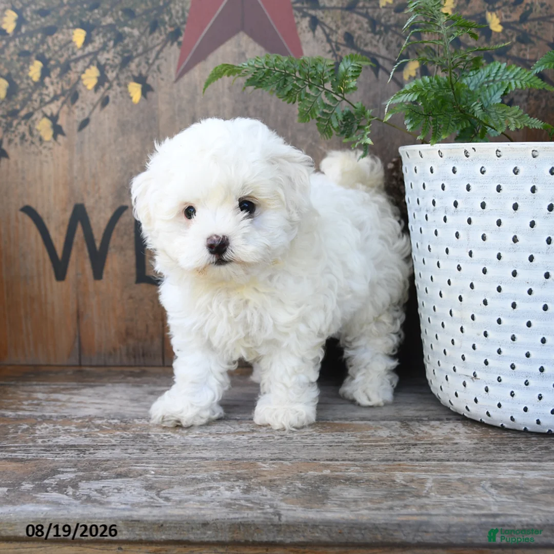 Maltipoo dogs for sale: Teddi Bear - Ad 2