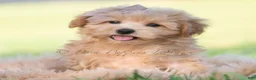 Maltipoo dogs for sale: tucker - Ad 8