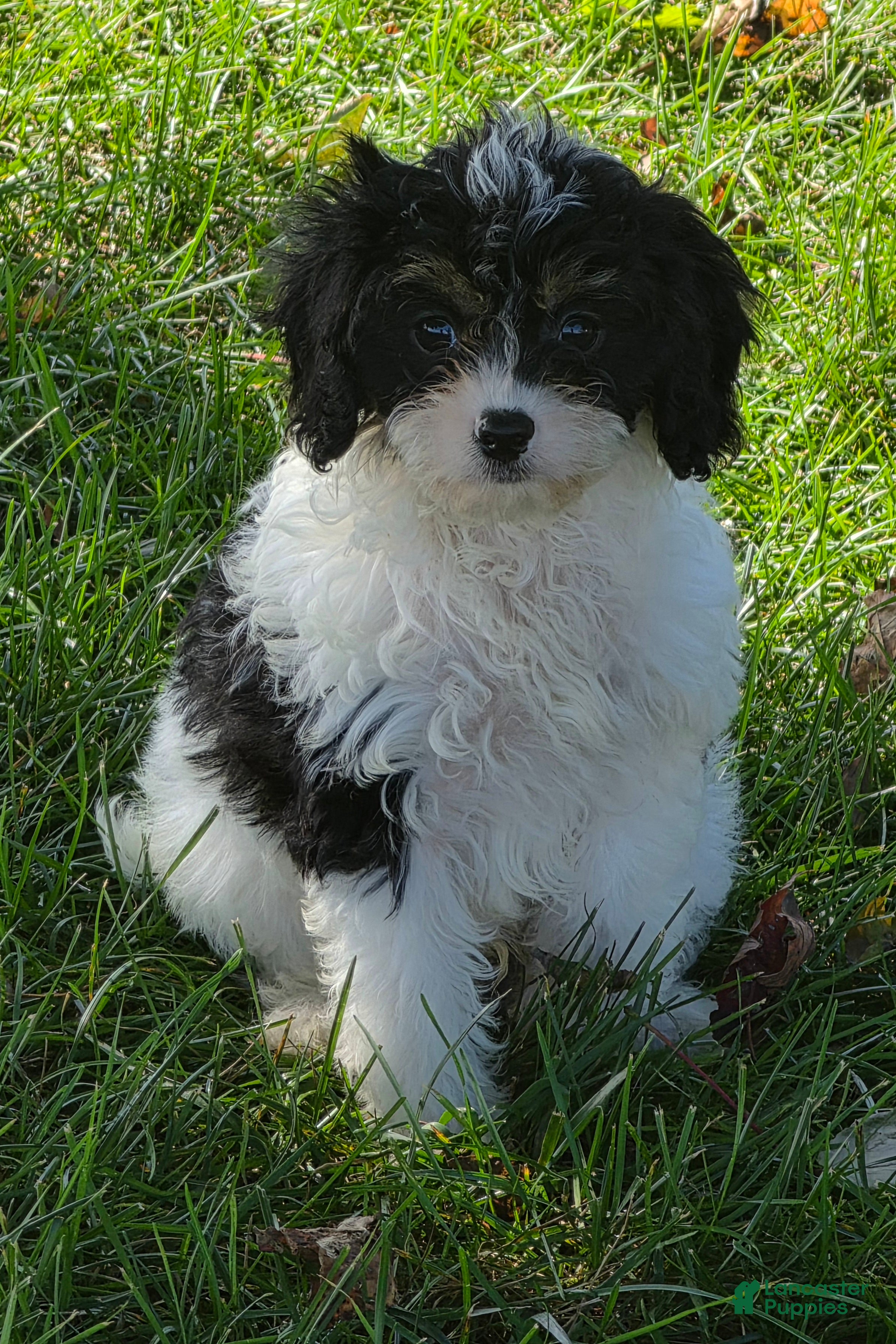 Cavapoo dogs for sale: Leo - Ad 1