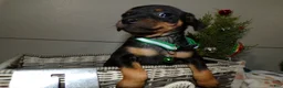 Miniature Pinscher dogs for sale: Miniature Pinscher Puppy 1 Tommy - Ad 2