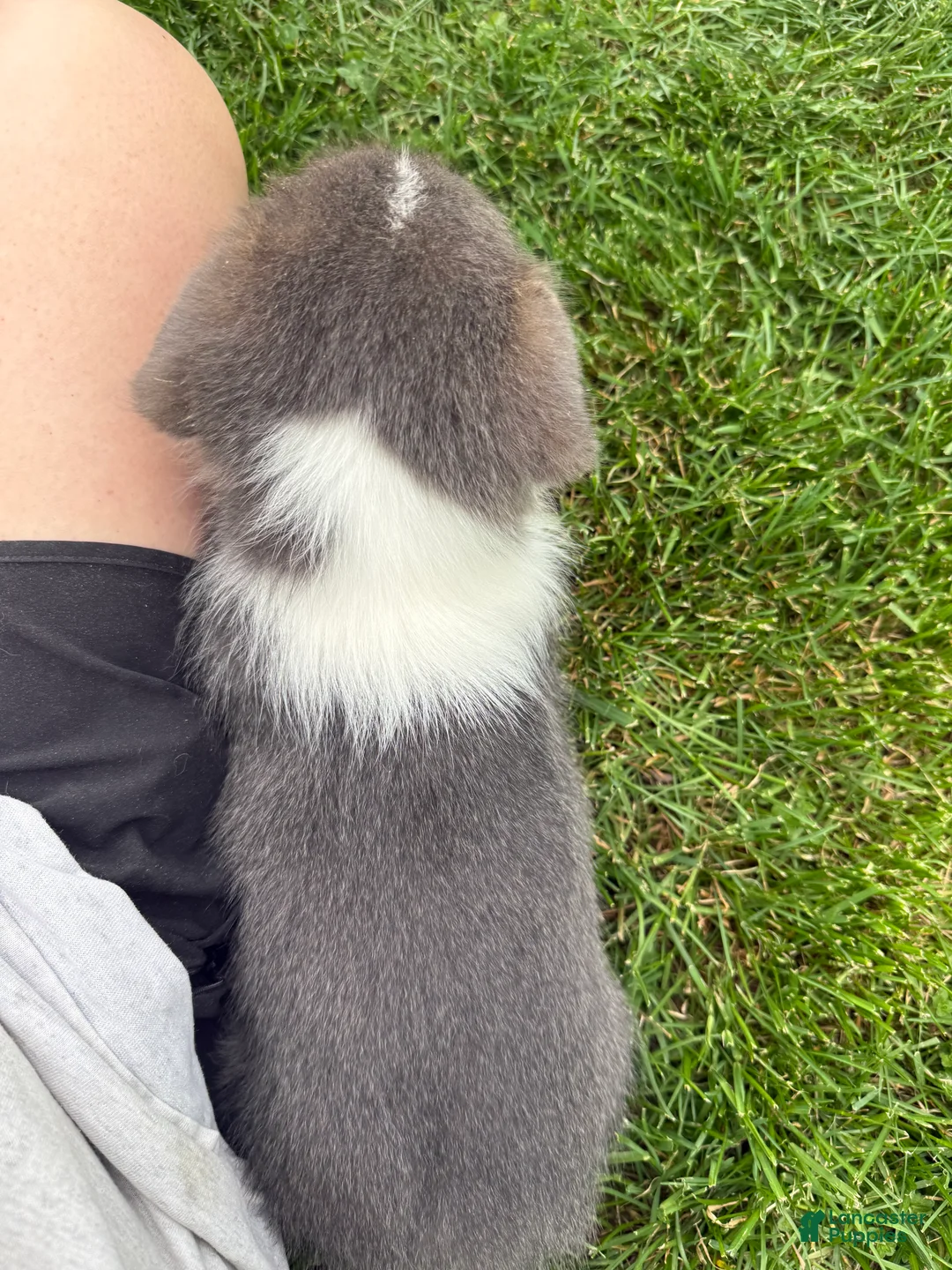 American Corgi dogs for sale: American Corgi Puppy 8 - Ad 1