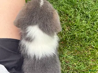 American Corgi dogs American Corgi Puppy 8 - Ad 6