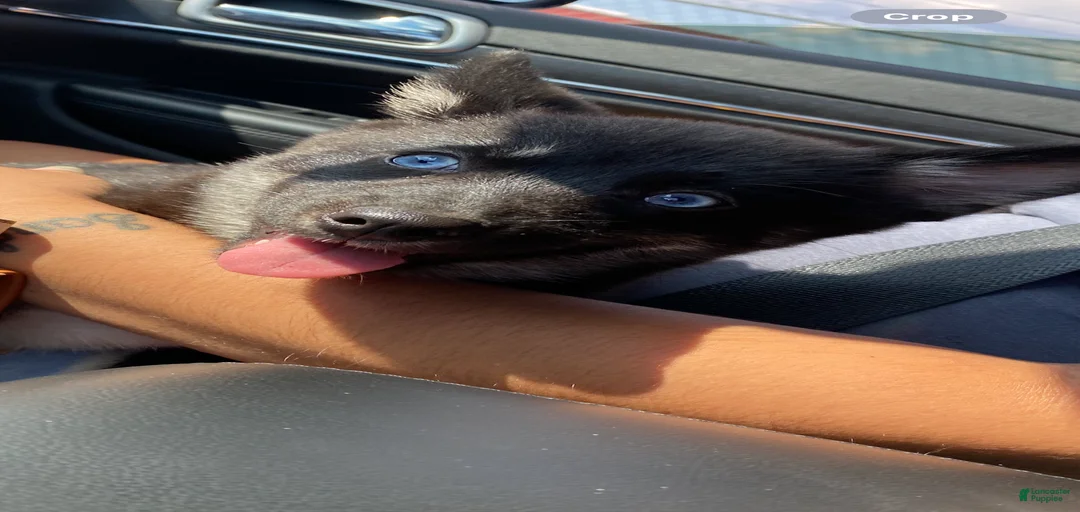 Gallery Image {{count}}