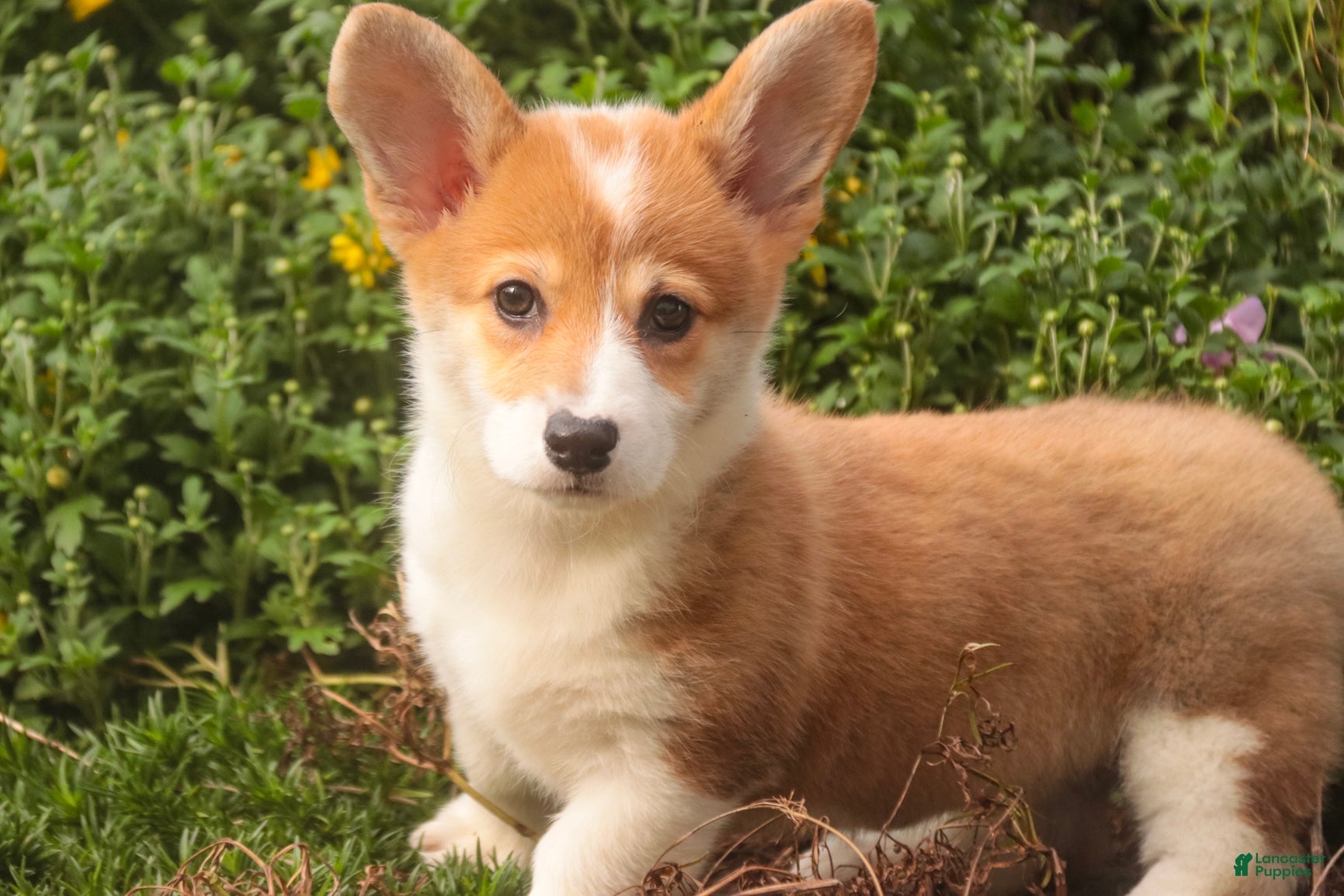 Welsh Corgi Pembroke dogs Mila Welsh Corgi Pembroke  - Ad 1