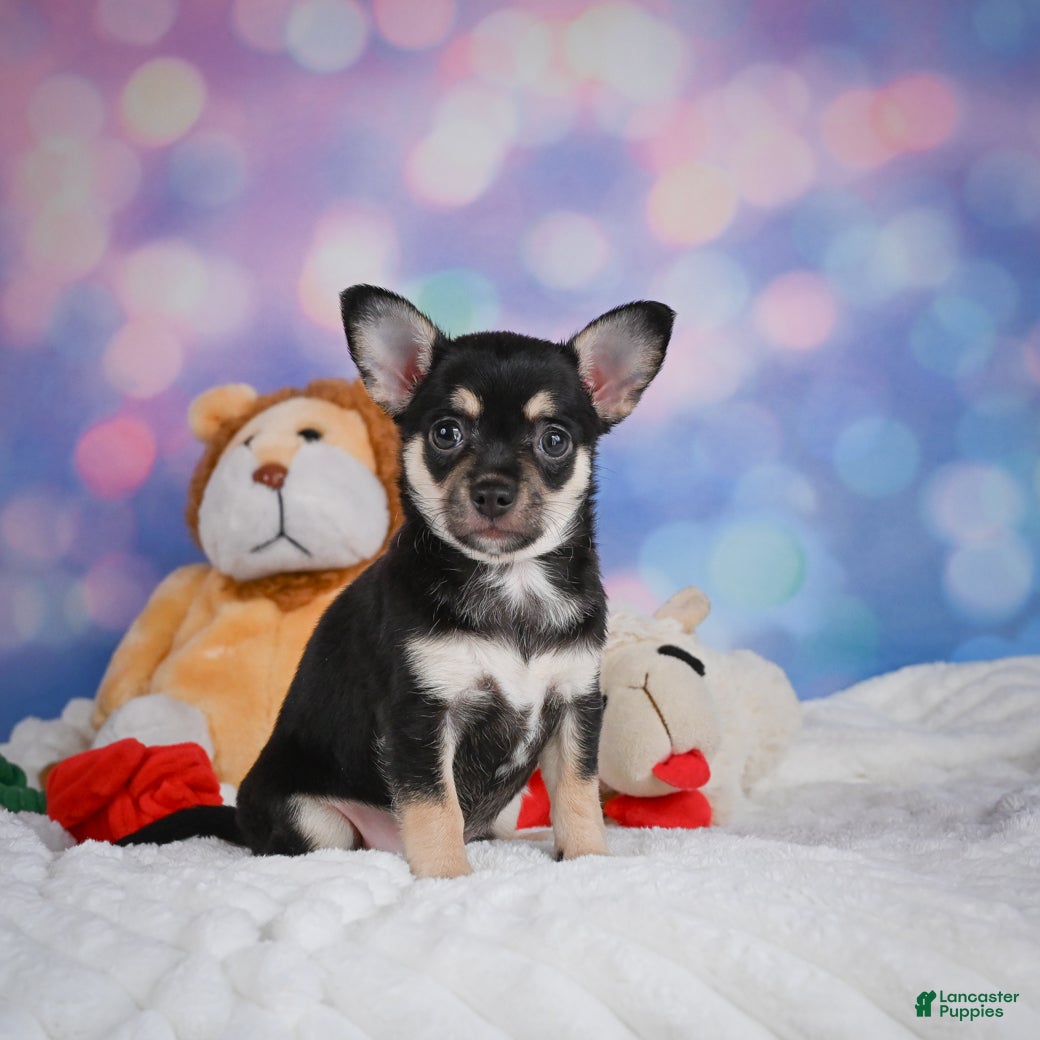 Chihuahua dogs Callie - Ad 2