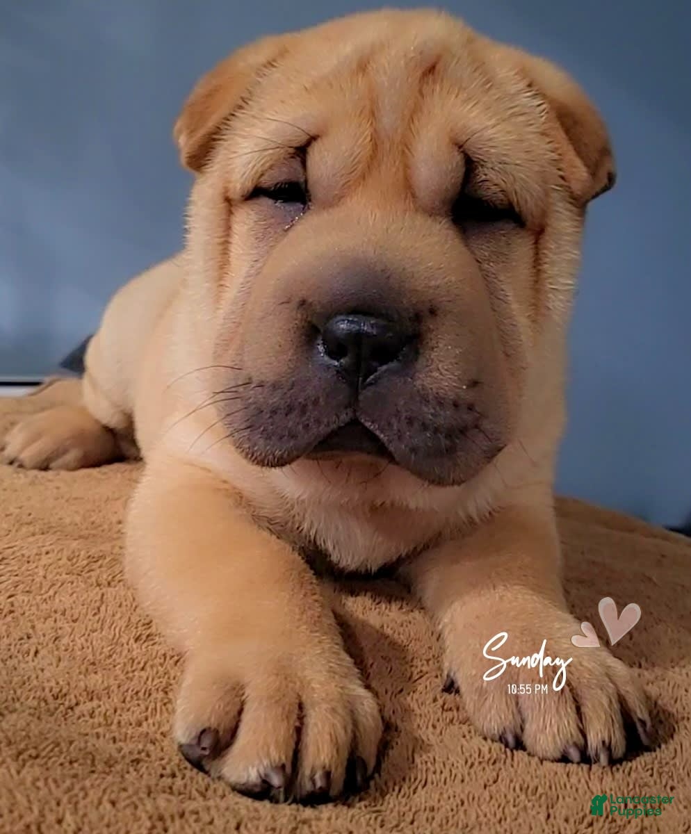 Shar Pei Chinese Bulldog For Sale Shar Pei Price Blue Shar Pei