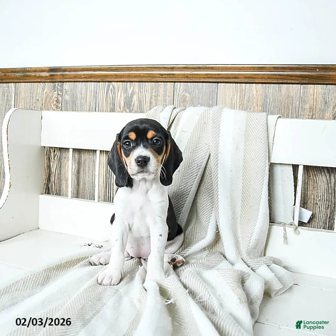 Beagle dogs for sale: Blossom - Ad 2