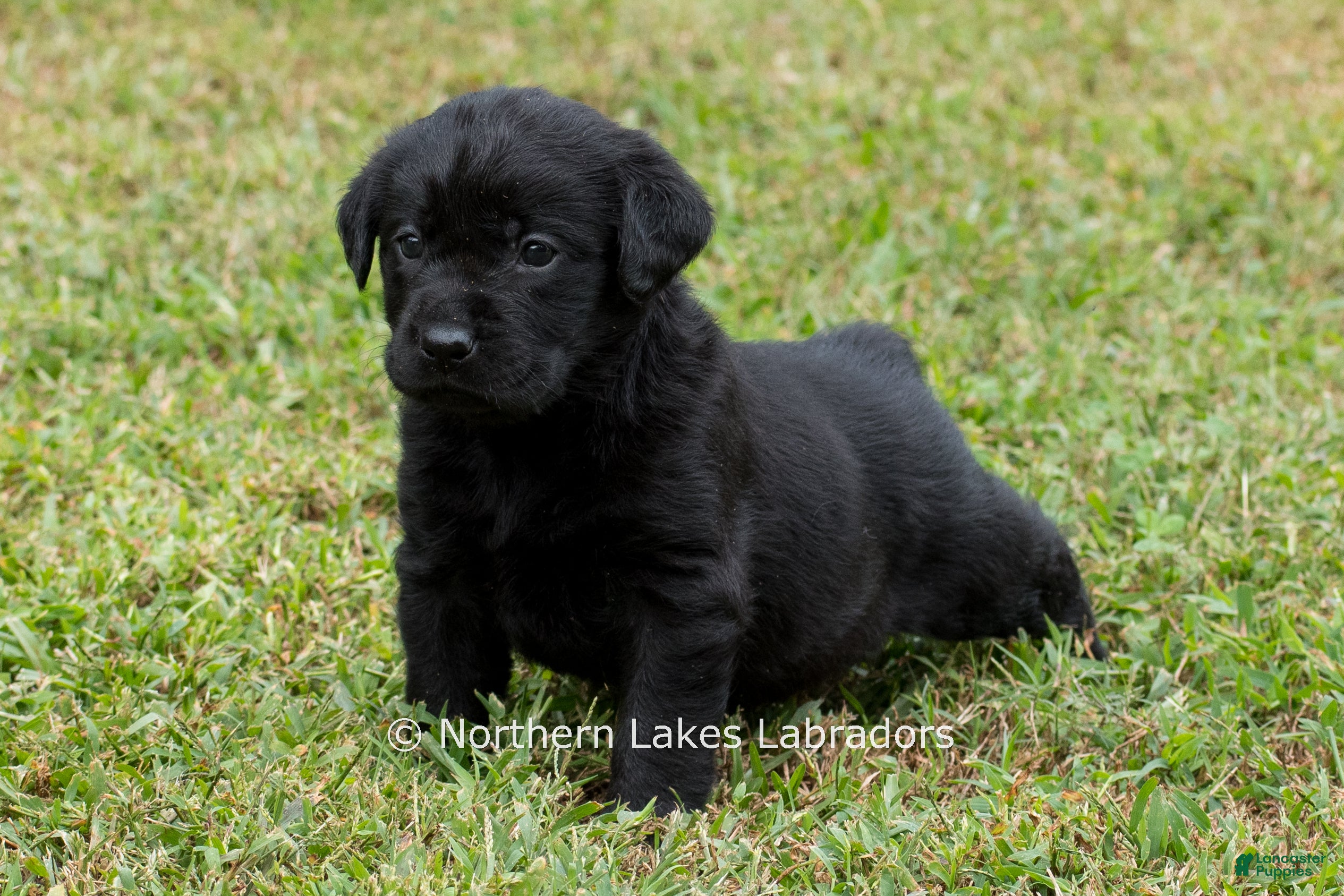 Labrador Retriever dogs Nelson - Ad 17