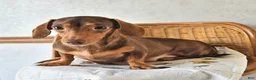 Chiweenie dogs for sale: Posy - Ad 6