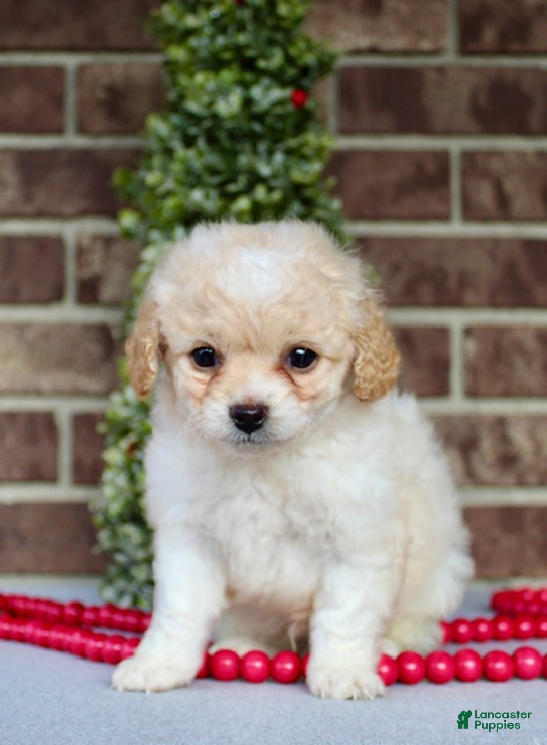 Miniature Poodle dogs for sale: Frosty - Ad 5