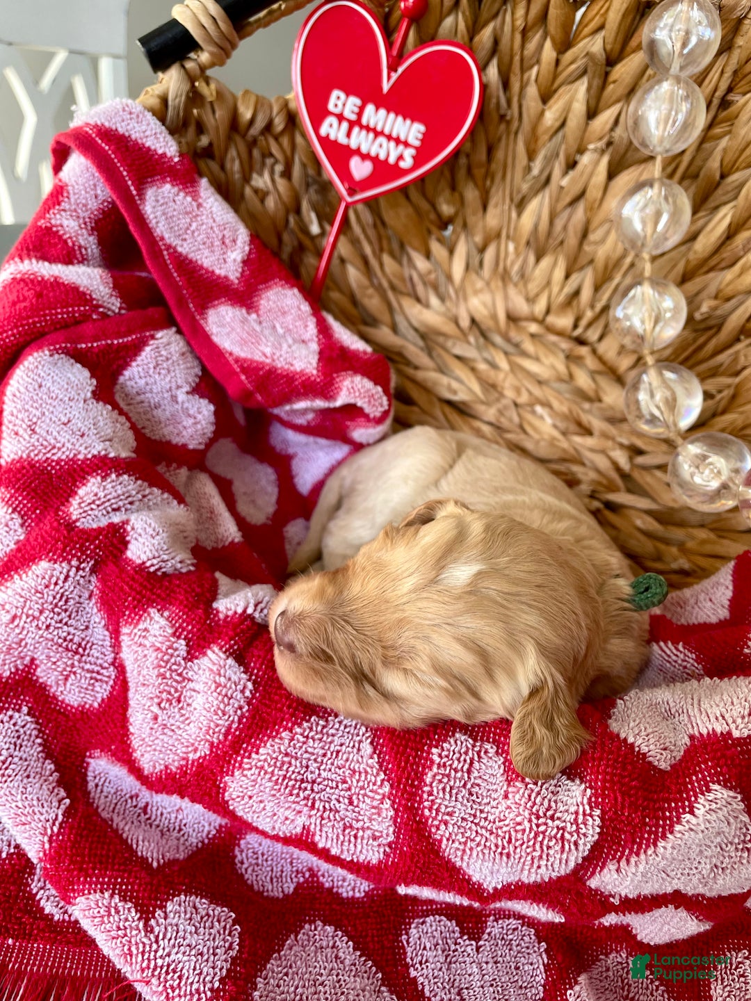 Goldendoodle dogs for sale: Mr green - Ad 4