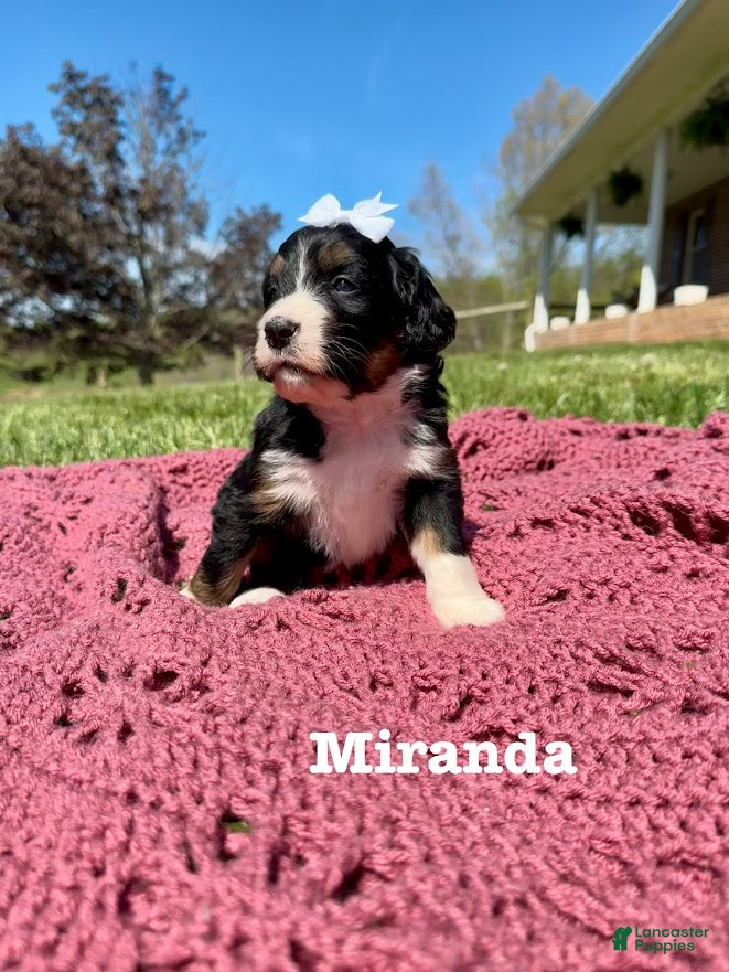 Bernedoodle dogs Miranda - Ad 40