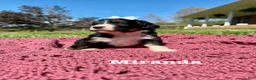 Bernedoodle dogs for sale: Miranda - Ad 3