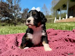 Bernedoodle dogs Miranda - Ad 40