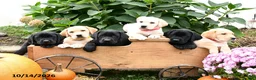 Labrador Retriever dogs for sale: Terry - Ad 5